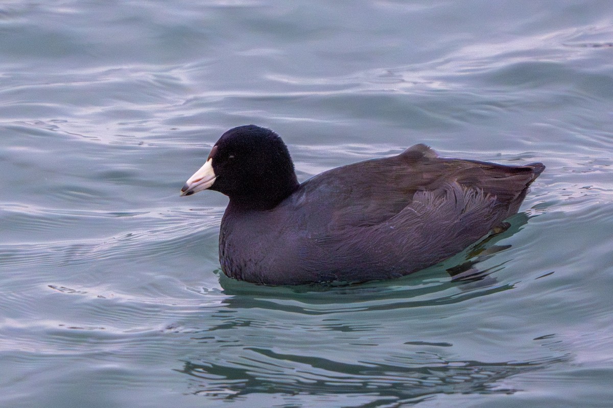 American Coot - ML647402923