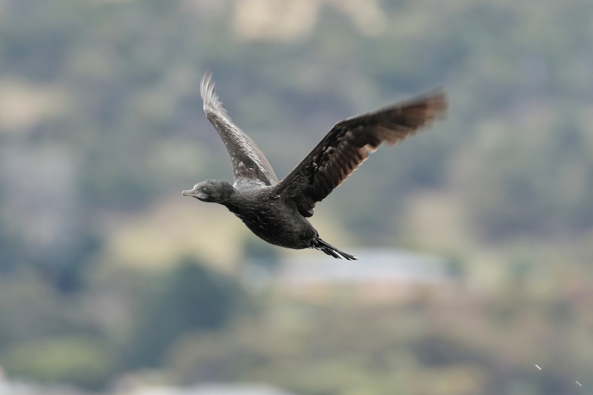 Little Black Cormorant - ML647402924