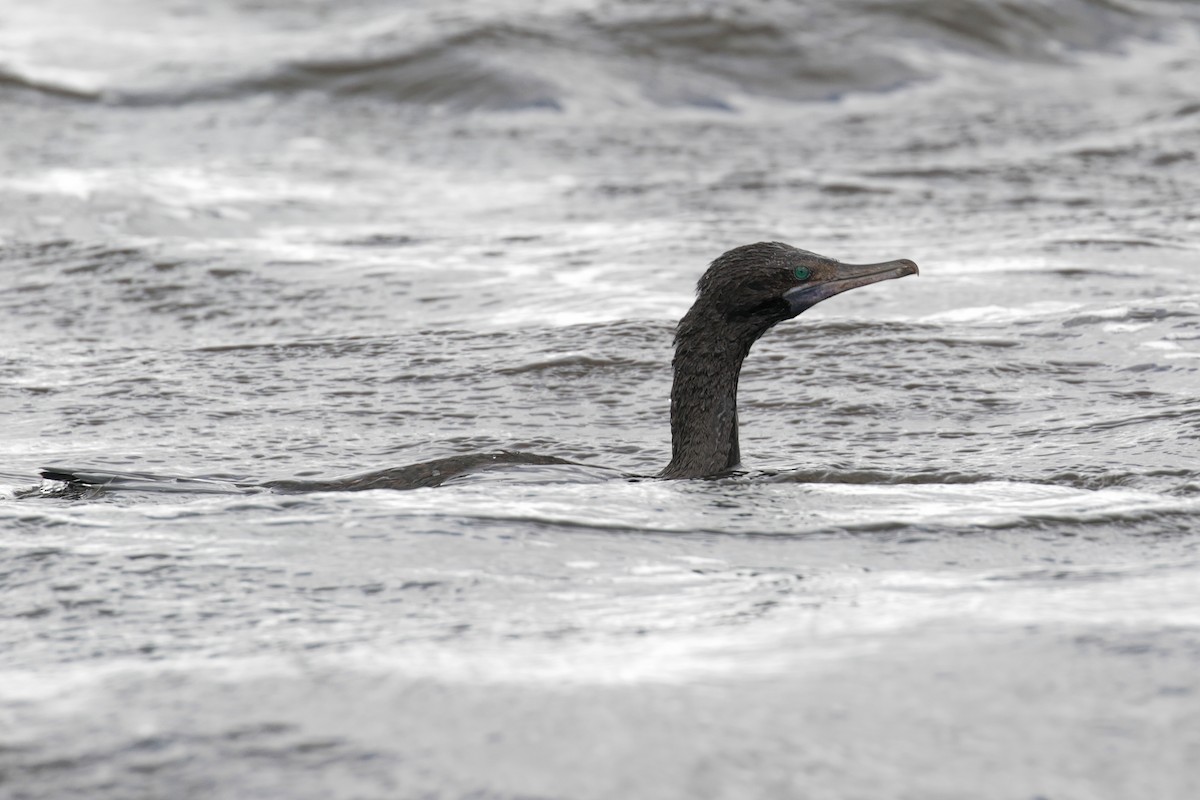 Little Black Cormorant - ML647402925