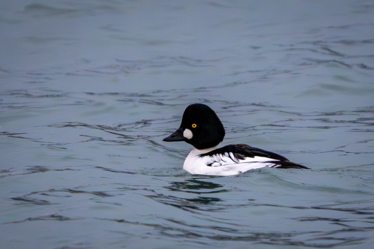 Common Goldeneye - ML647402928
