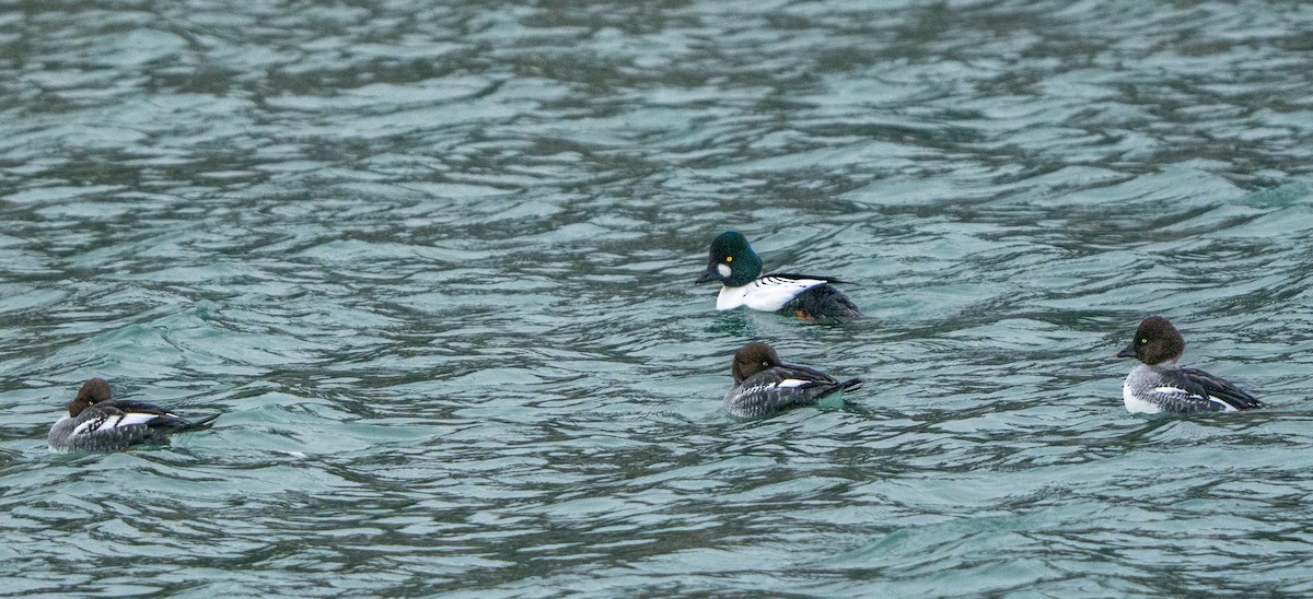 Common Goldeneye - ML647402929