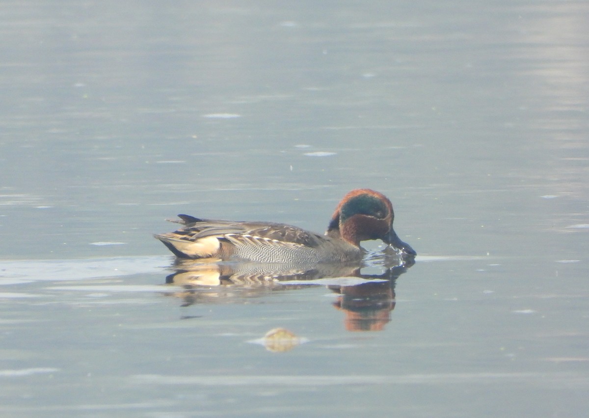 Green-winged Teal - ML647402930
