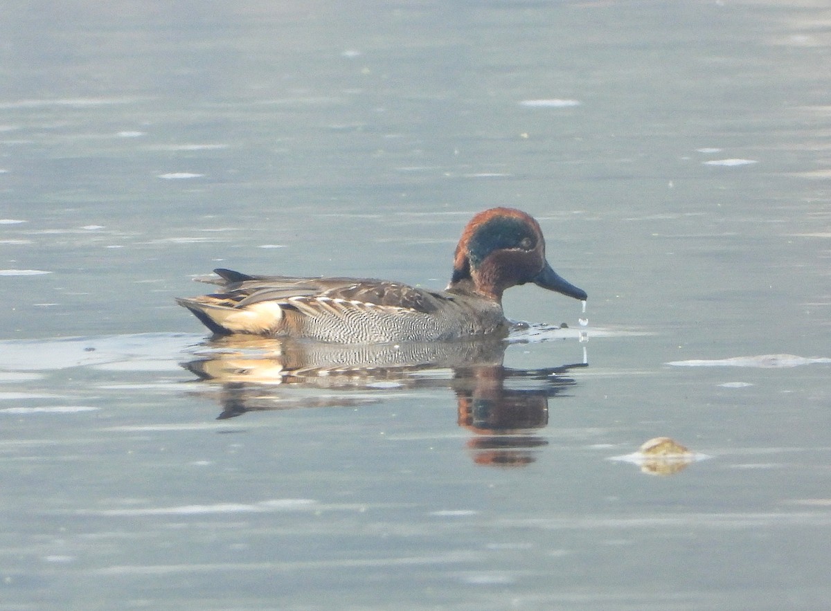 Green-winged Teal - ML647402931