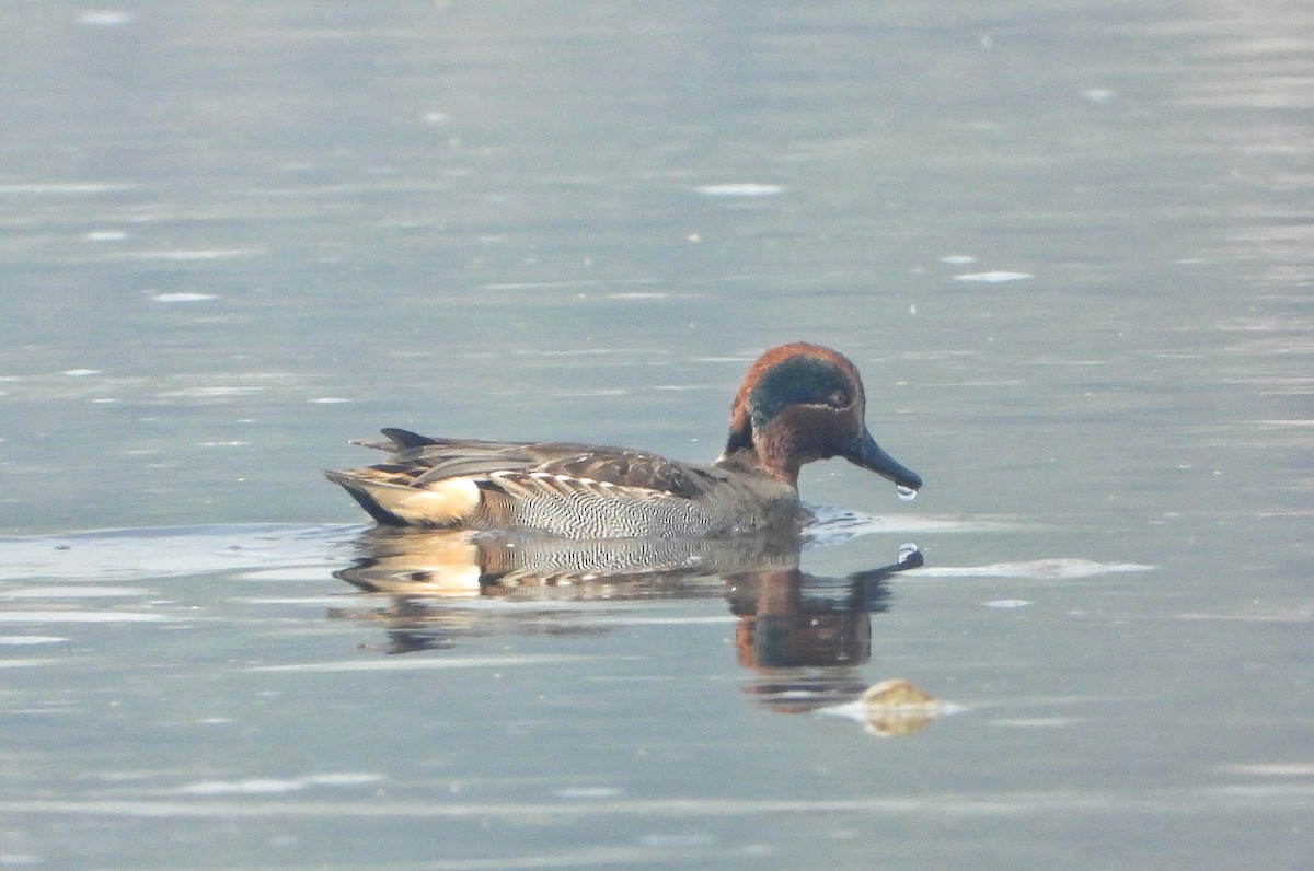 Green-winged Teal - ML647402932
