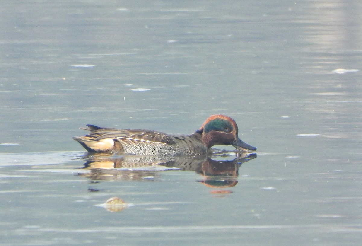 Green-winged Teal - ML647402933