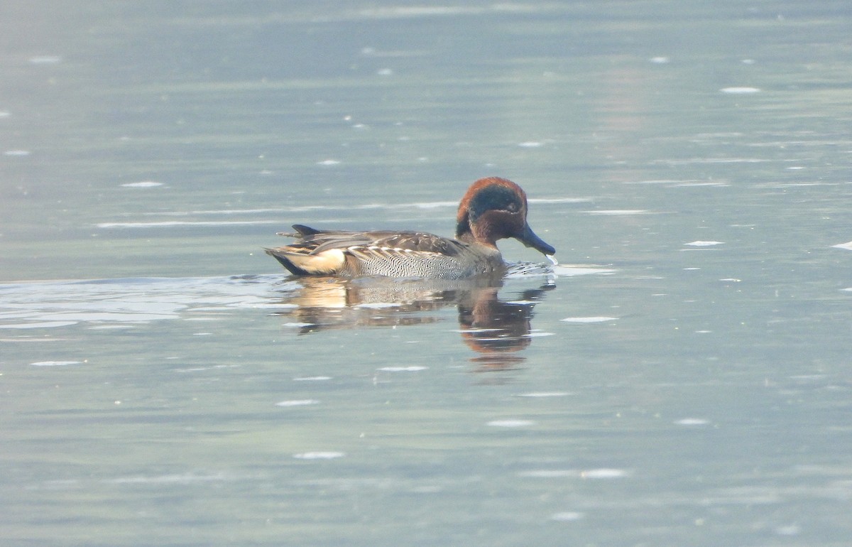 Green-winged Teal - ML647402934