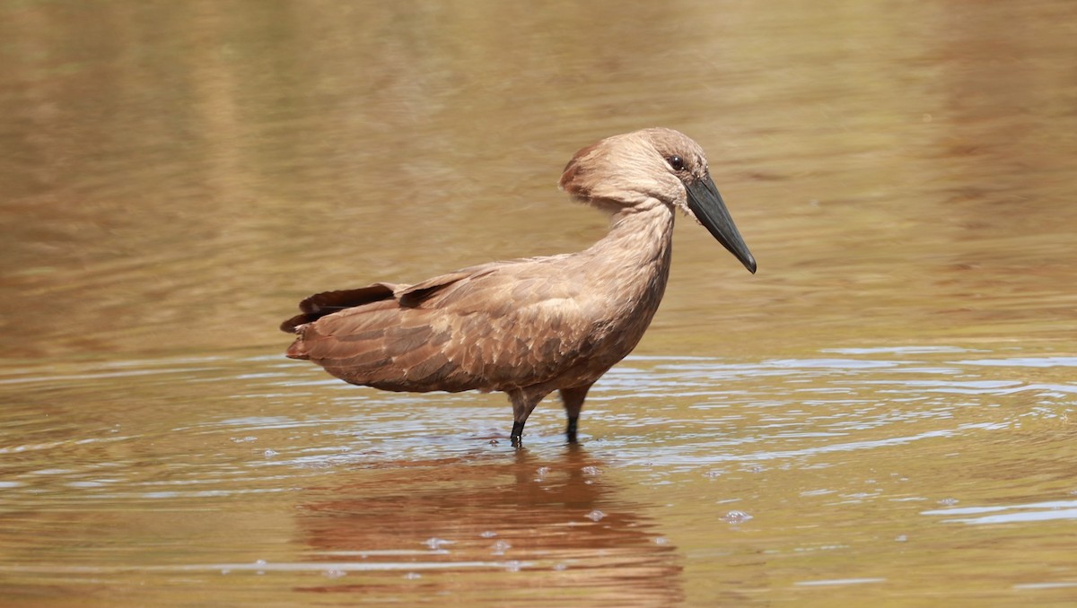 Hamerkop - ML647402935