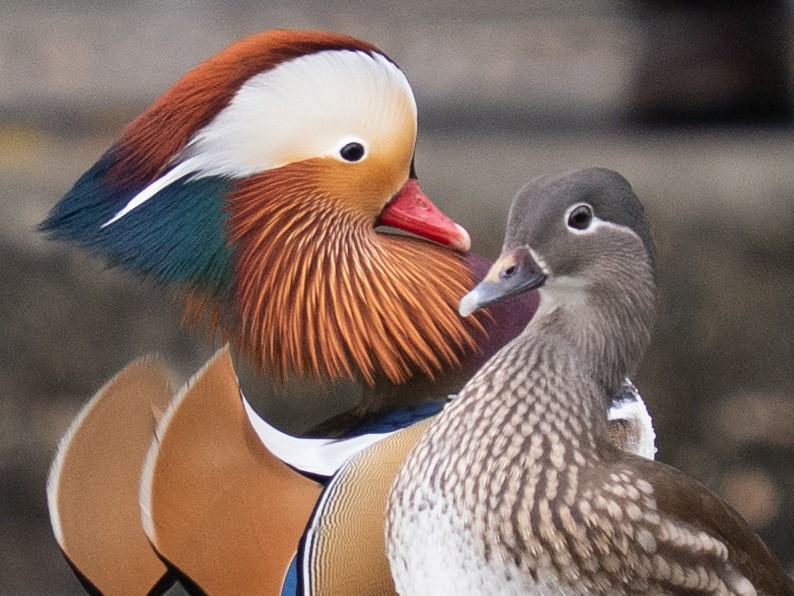 Mandarin Duck - ML647402936