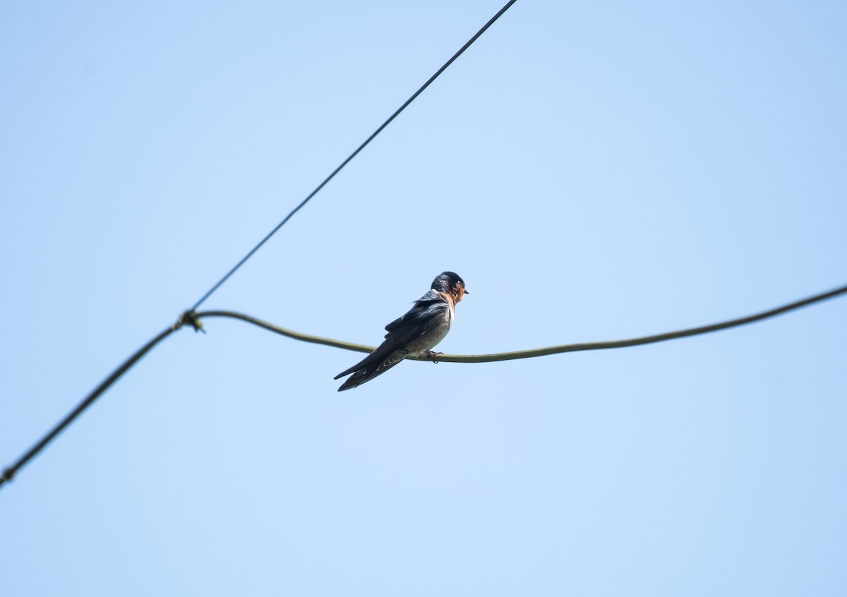 Hill Swallow - ML647402937