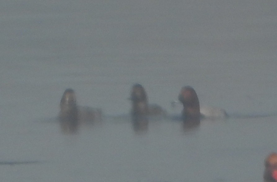 Common Pochard - ML647402938