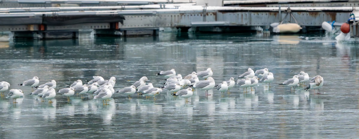 Ring-billed Gull - ML647402939