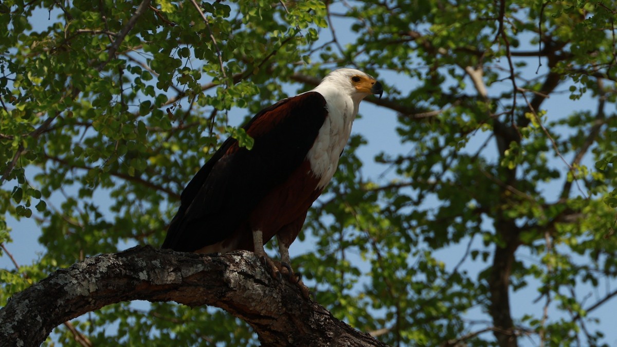 African Fish-Eagle - ML647402940