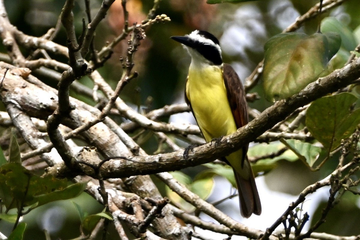 Great Kiskadee - ML647402941
