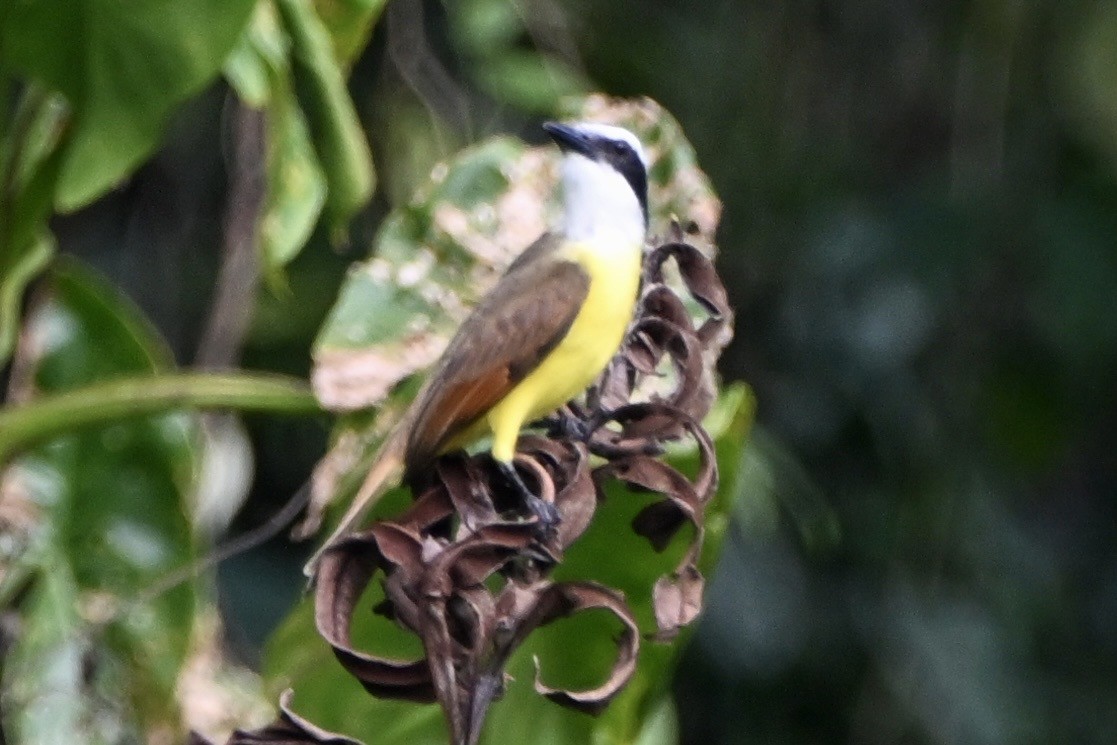 Great Kiskadee - ML647402942