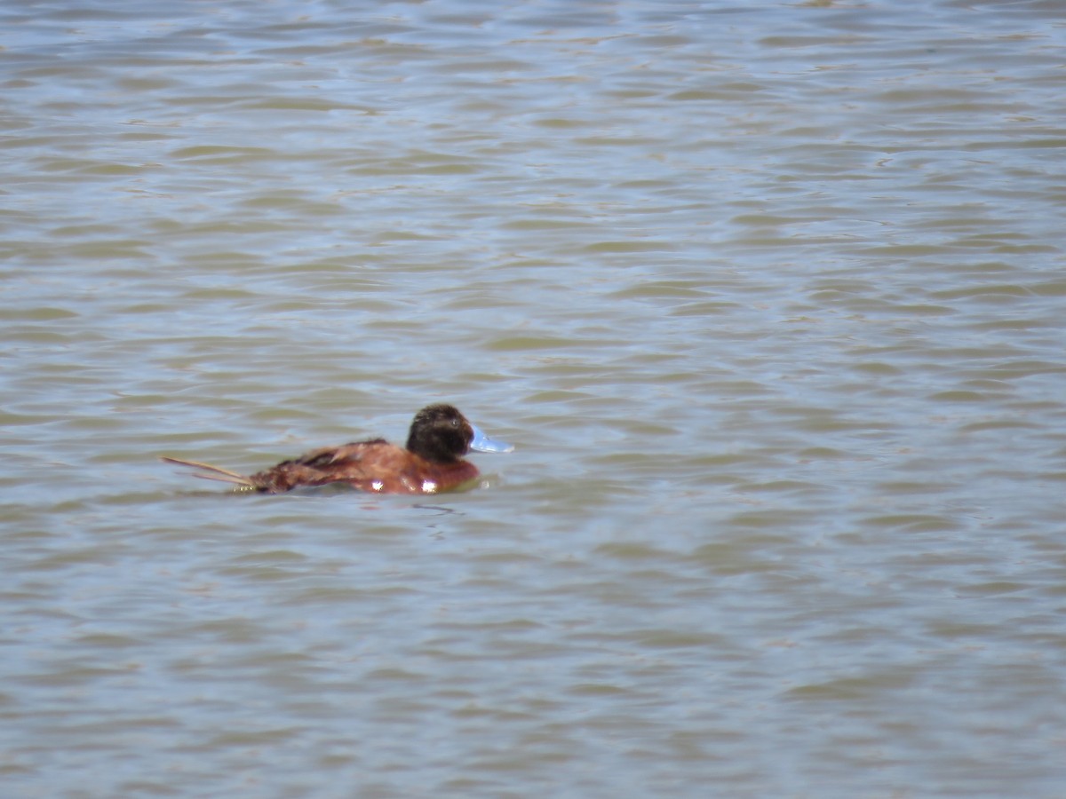 Lake Duck - ML647402943