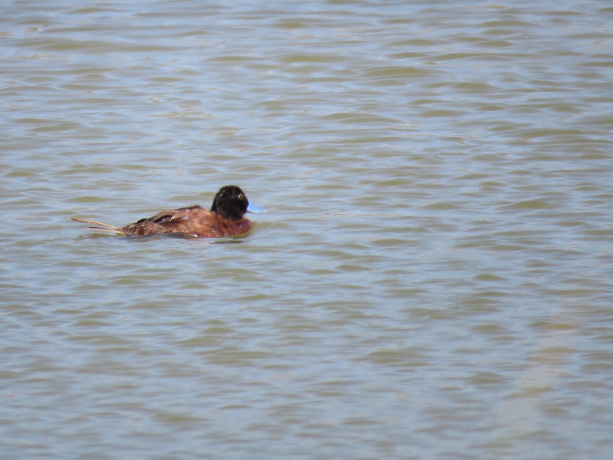 Lake Duck - ML647402944