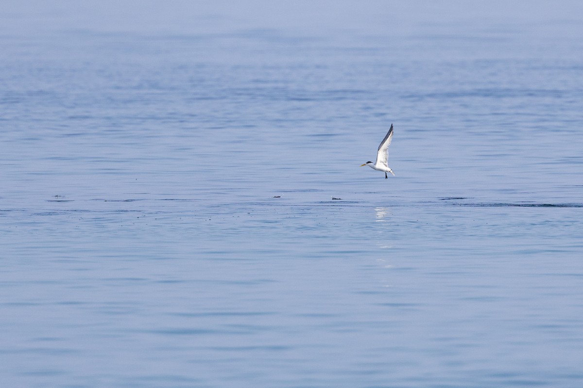 Great Crested Tern - ML647402946