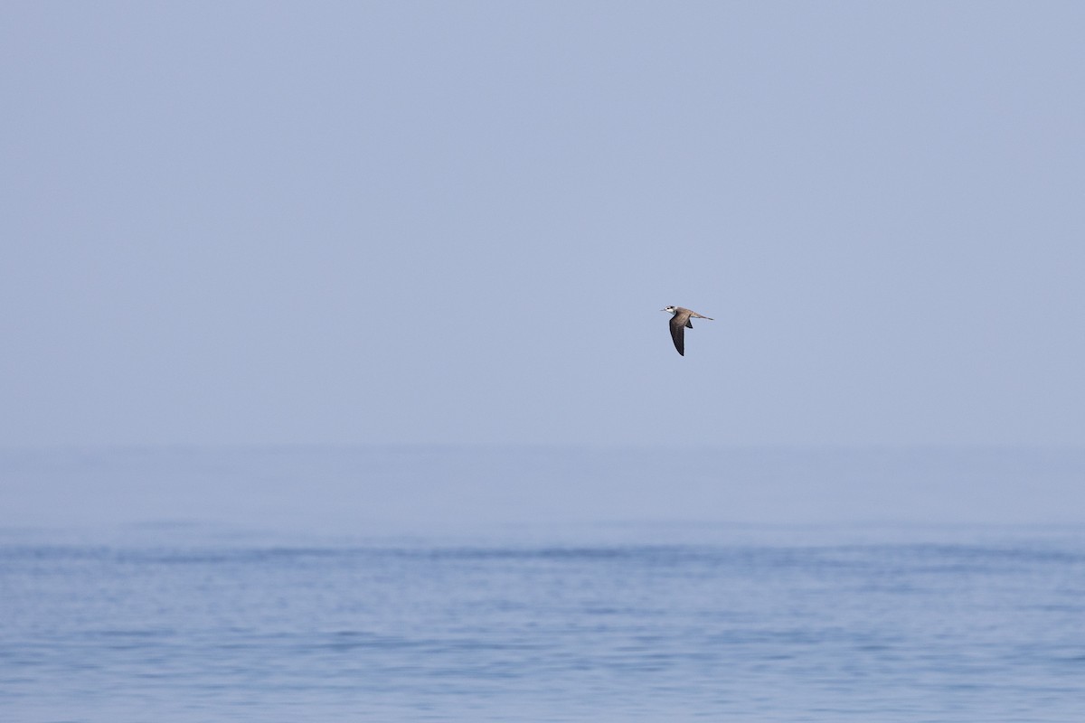 Bridled Tern - ML647402953