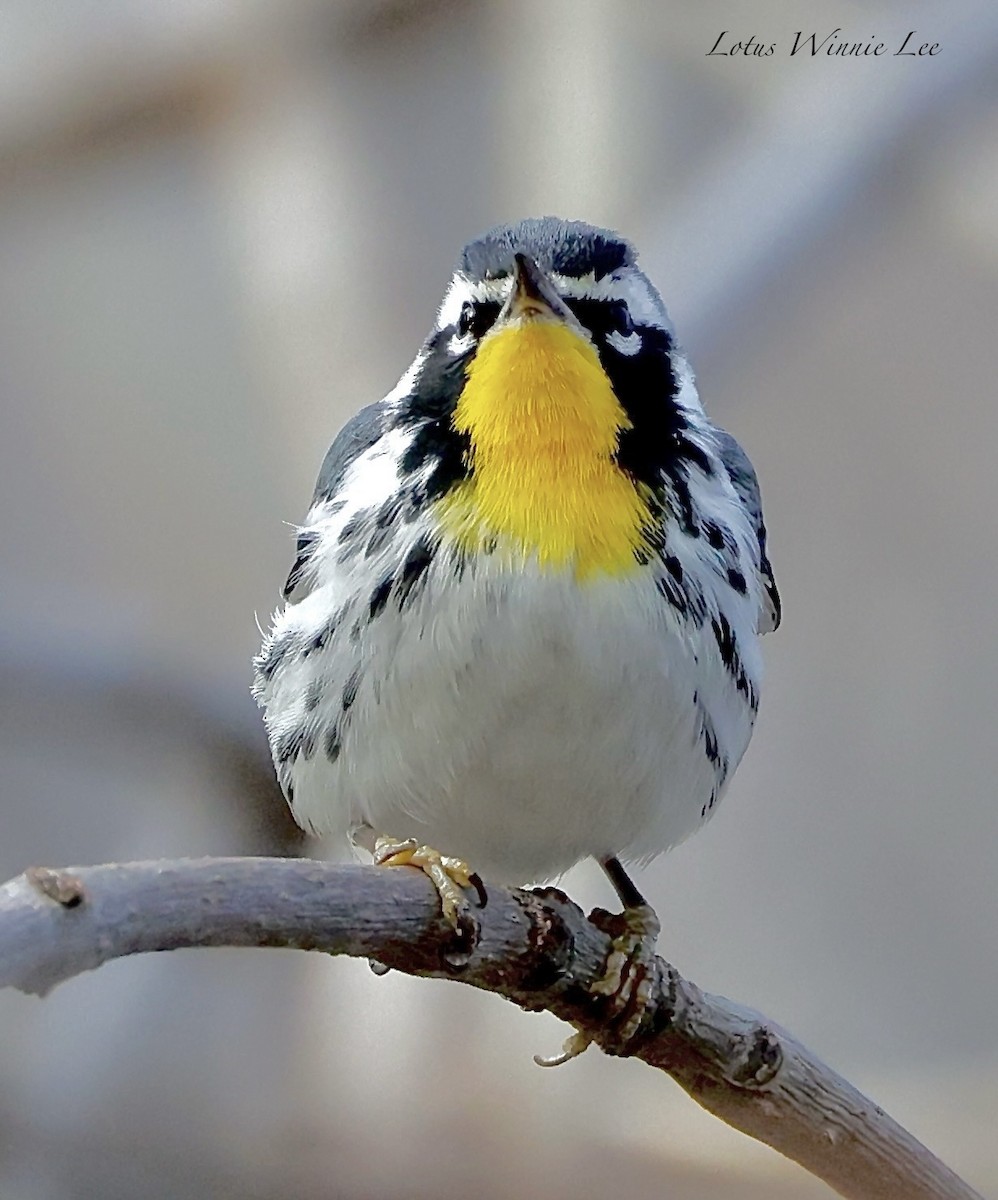 Paruline à gorge jaune - ML647402968