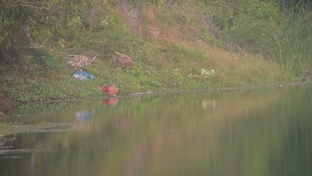 chřástal běloprsý - ML647402976