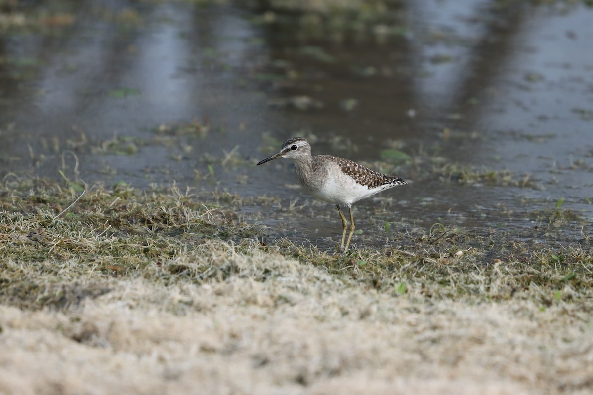 vodouš bahenní - ML647402977