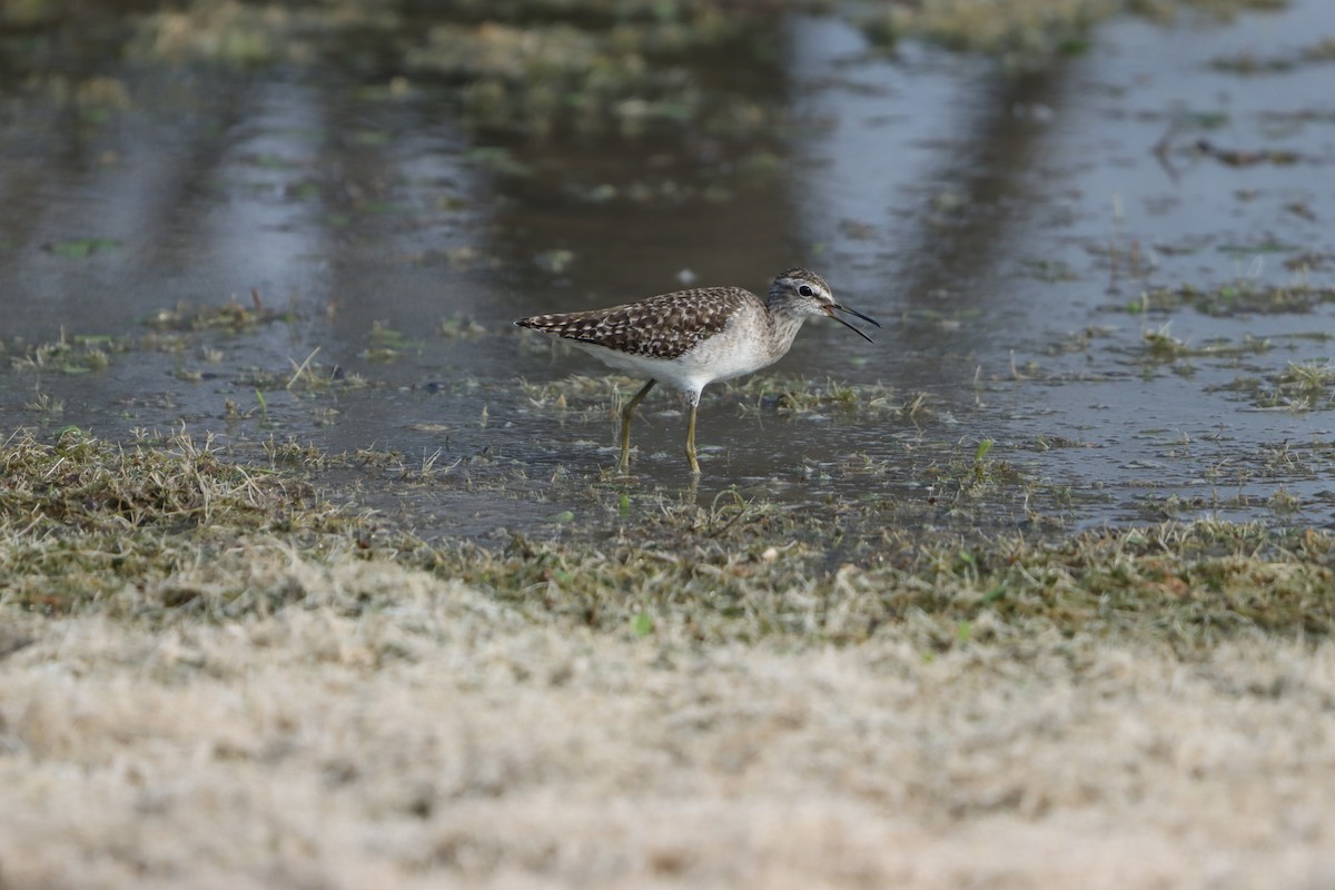 vodouš bahenní - ML647402978