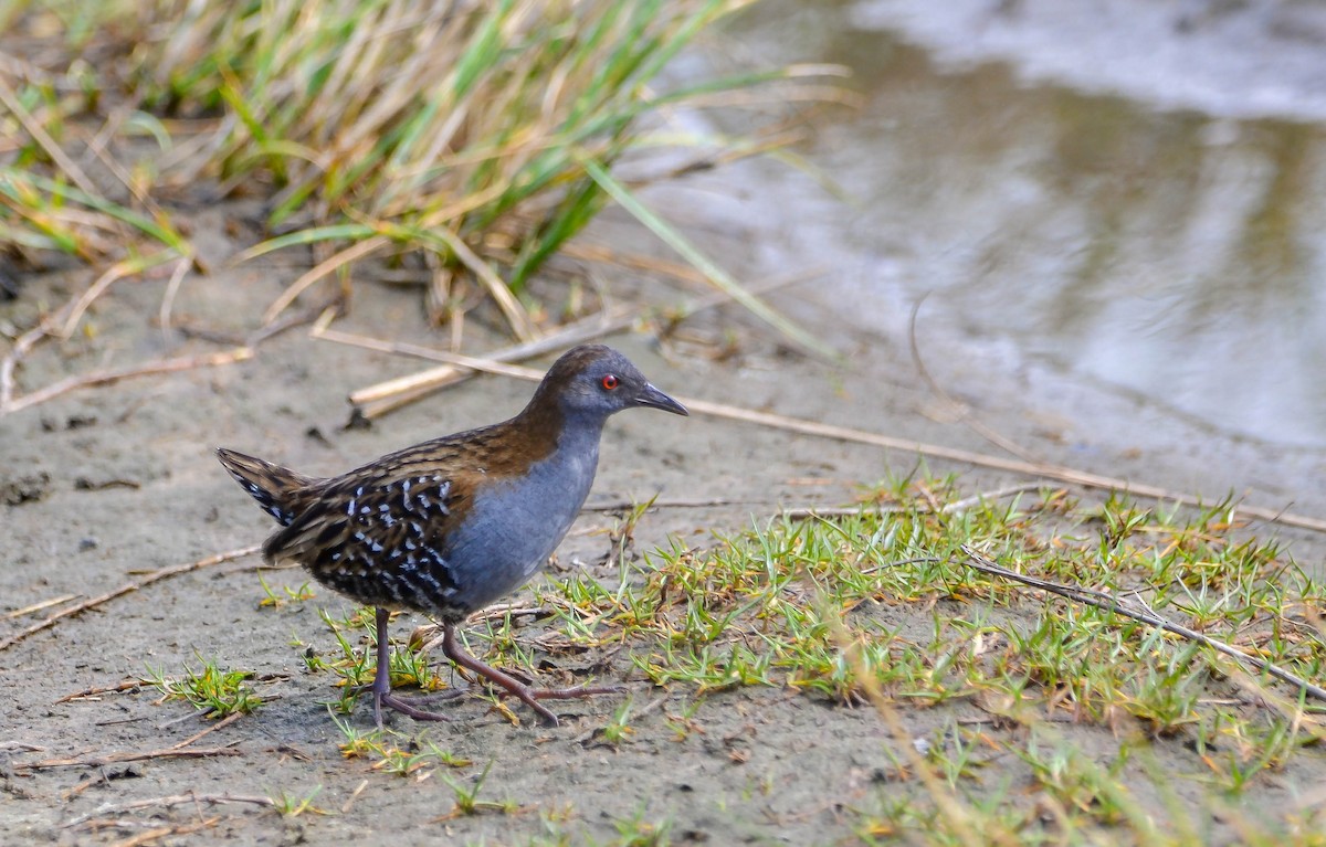 Dot-winged Crake - ML647402980