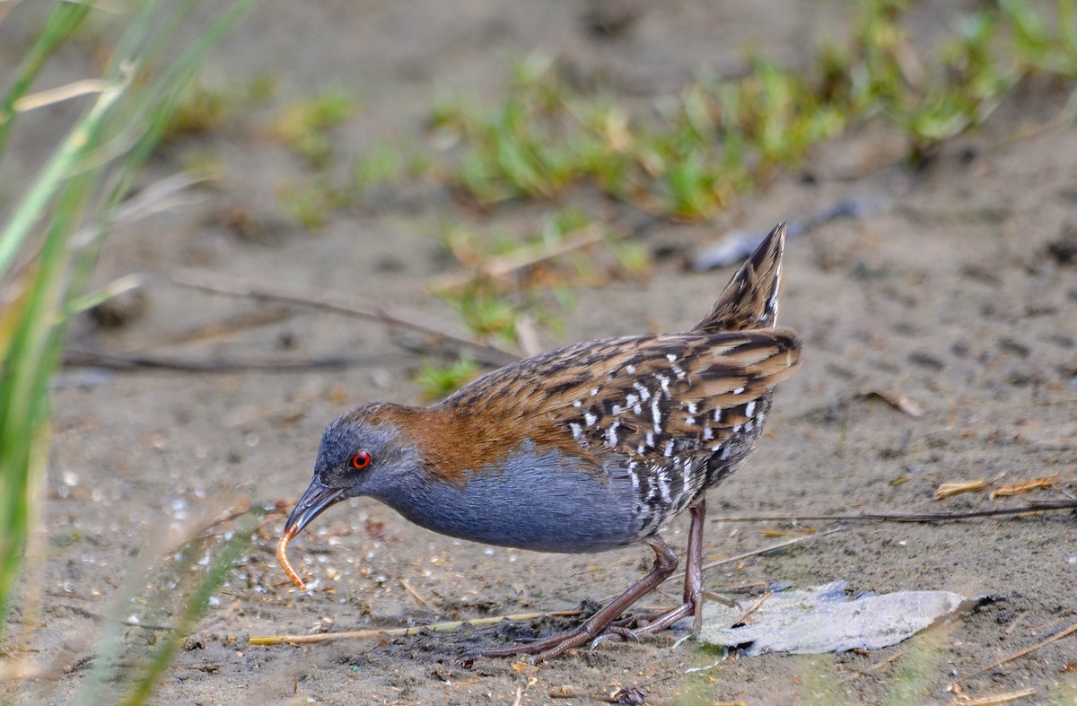 Dot-winged Crake - ML647402981