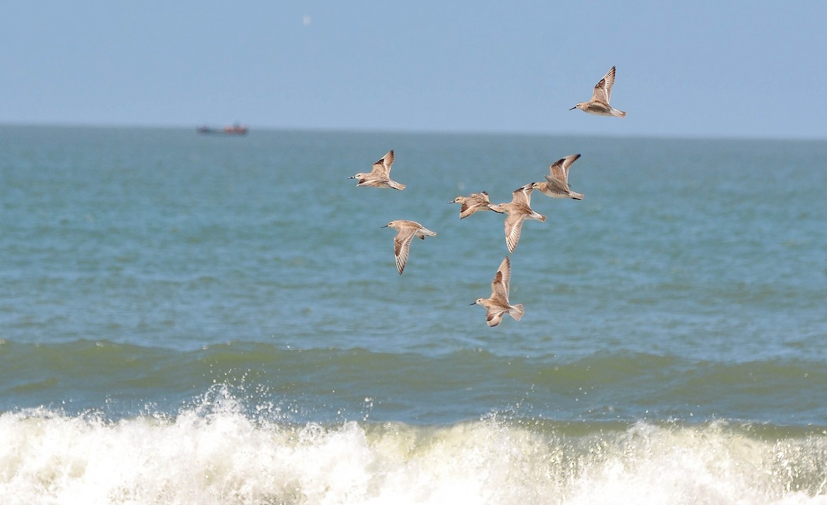 Bécasseau maubèche - ML647402985