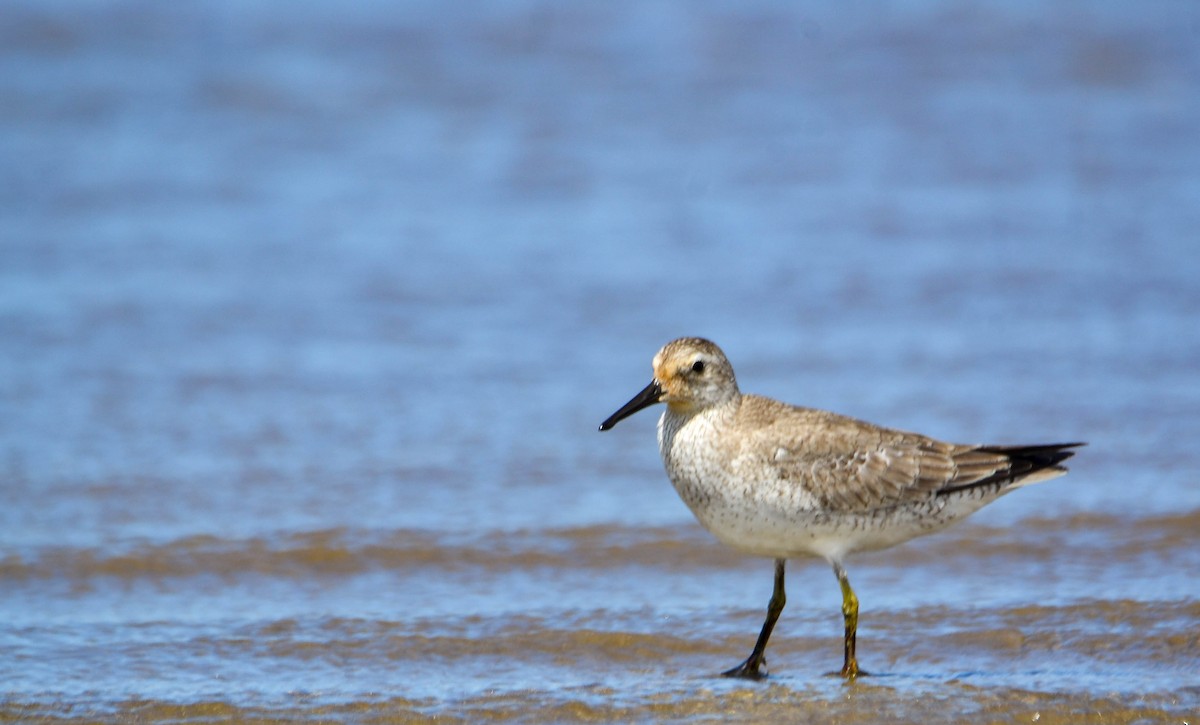 Bécasseau maubèche - ML647402986