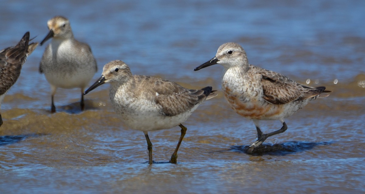 Bécasseau maubèche - ML647402987