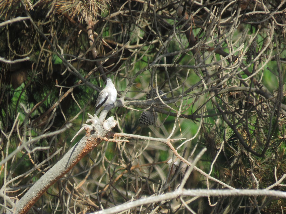 holoubek pikui - ML647402988