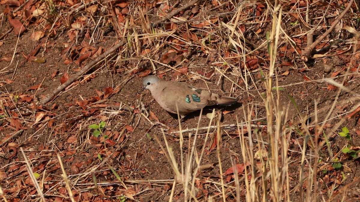 Emerald-spotted Wood-Dove - ML647403005