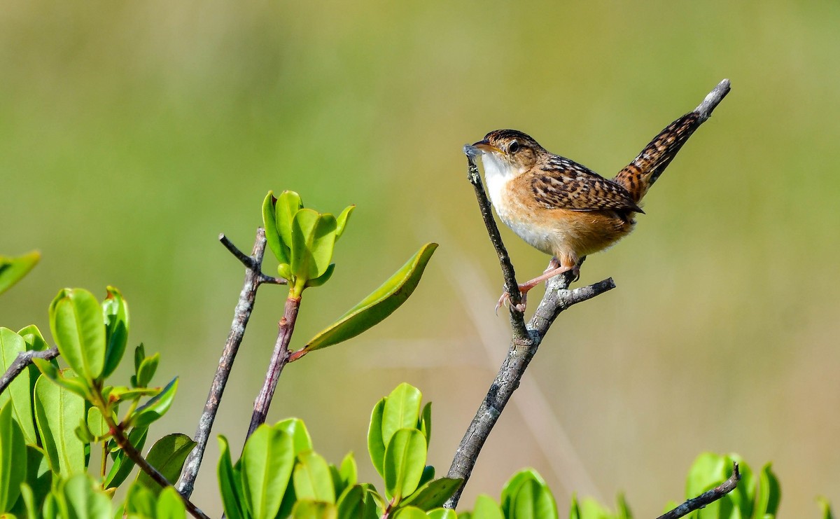 Grass Wren - ML647403010