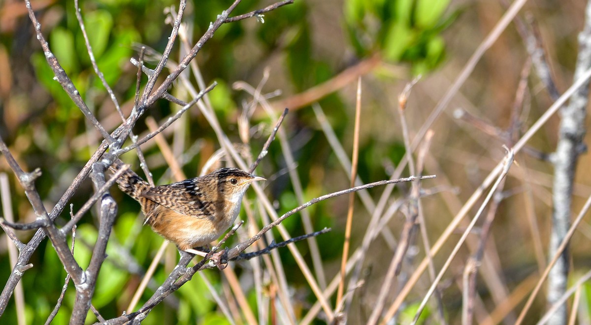 Grass Wren - ML647403011