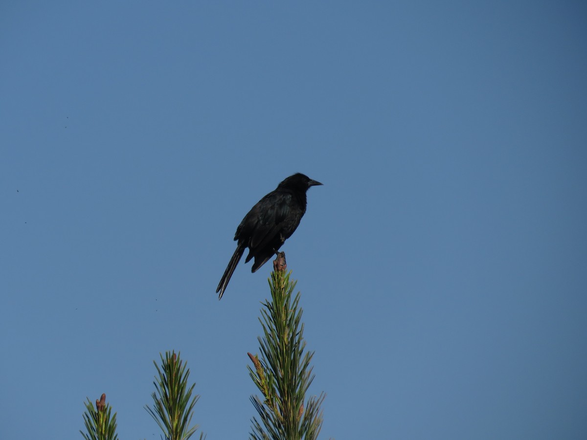 Austral Blackbird - ML647403013