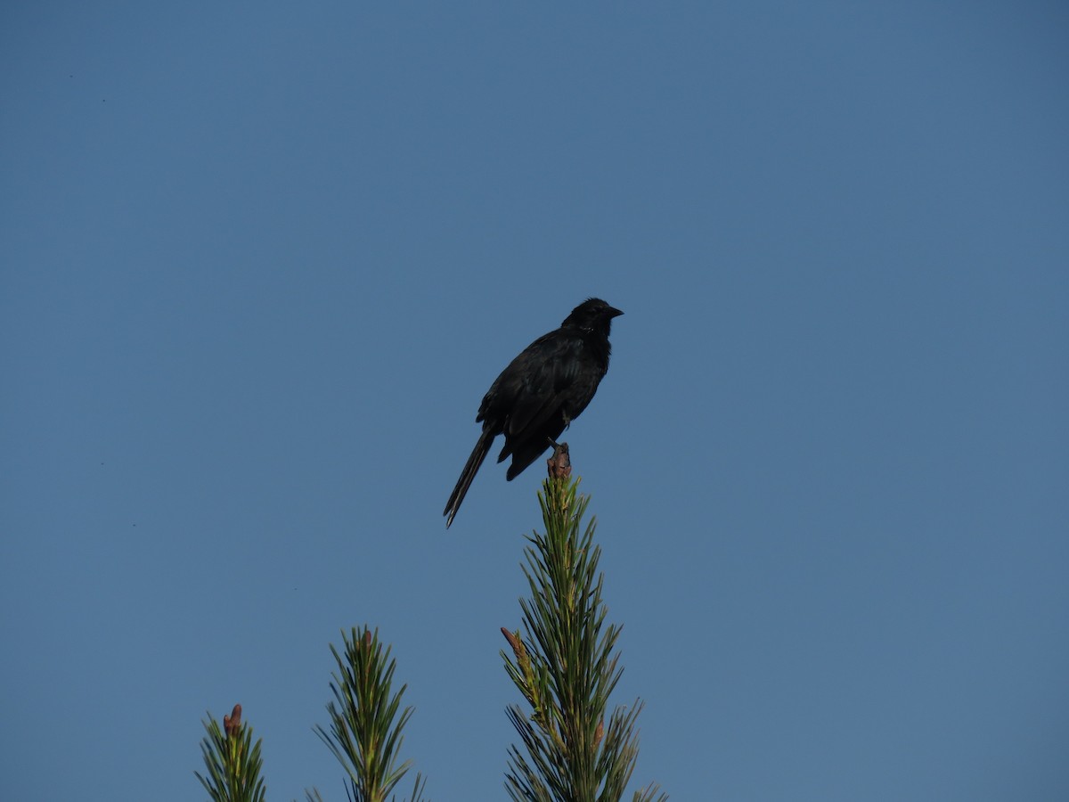 Austral Blackbird - ML647403014