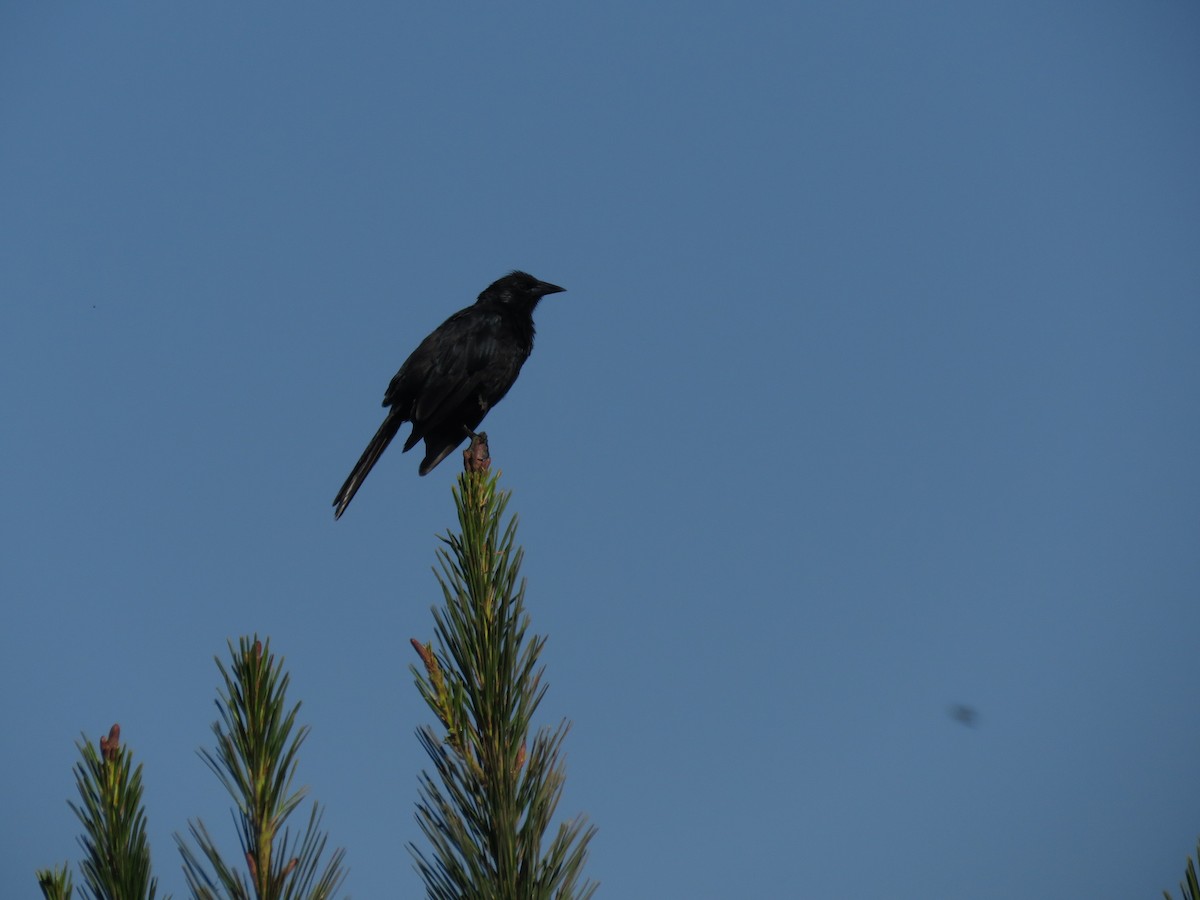 Austral Blackbird - ML647403015