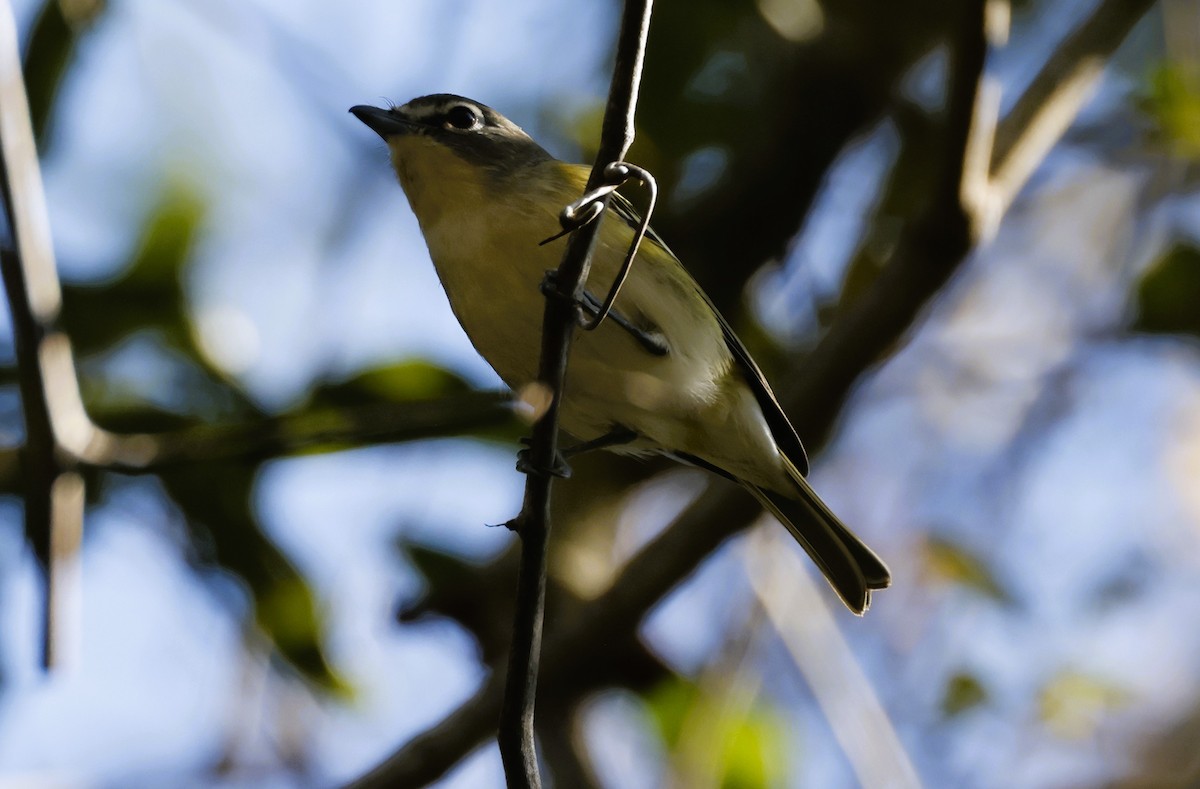 zelenáček brýlový - ML647403031