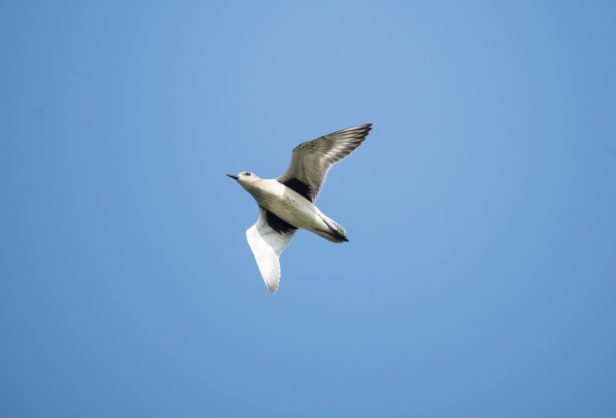 Black-bellied Plover - ML647403044