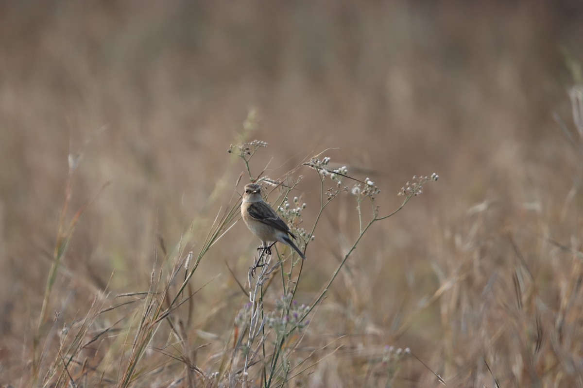 bramborníček sibiřský - ML647403045