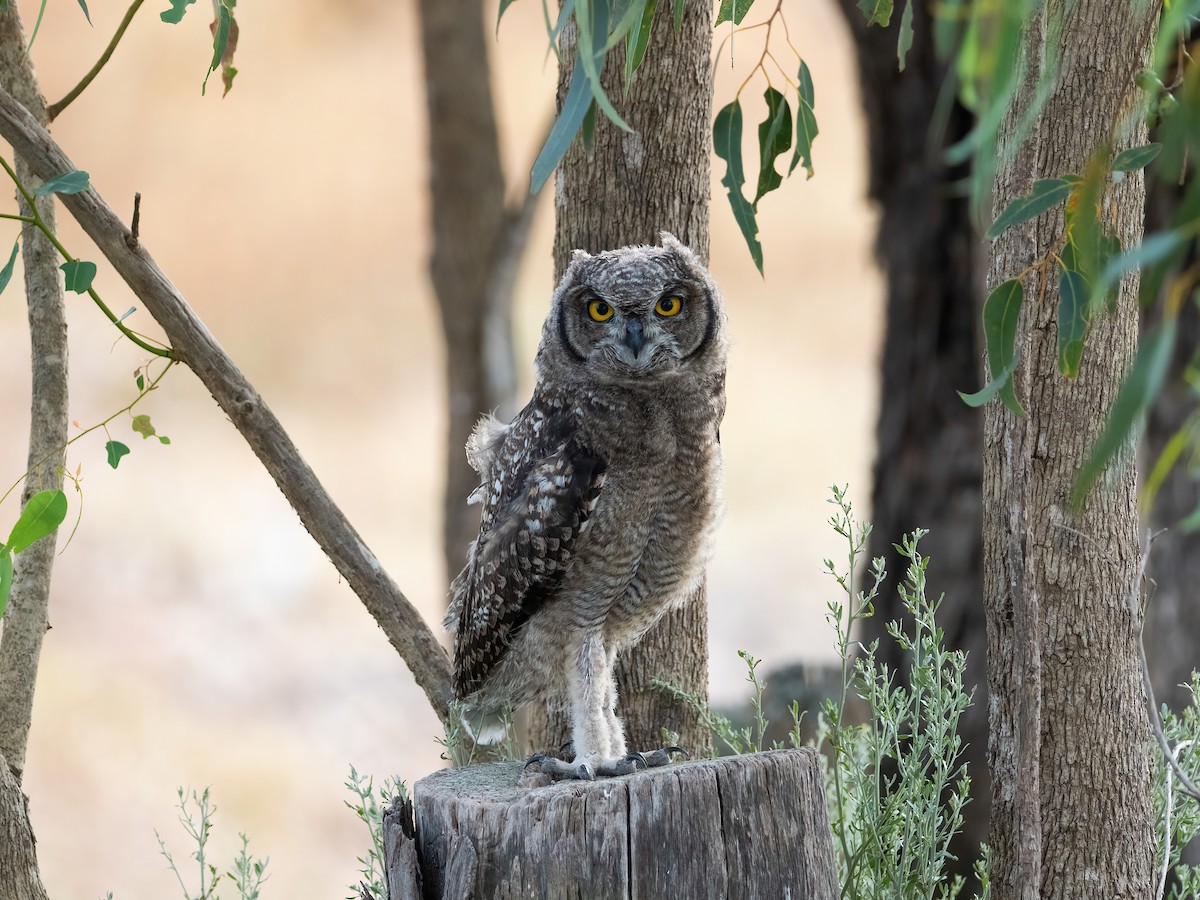 Spotted Eagle-Owl - ML647403047