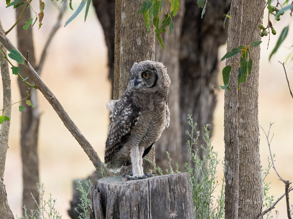 Spotted Eagle-Owl - ML647403048