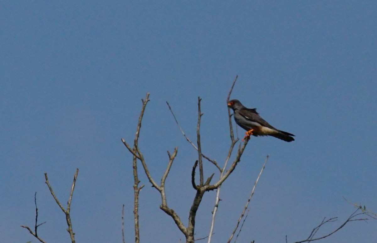 Red-footed Falcon - ML647403052