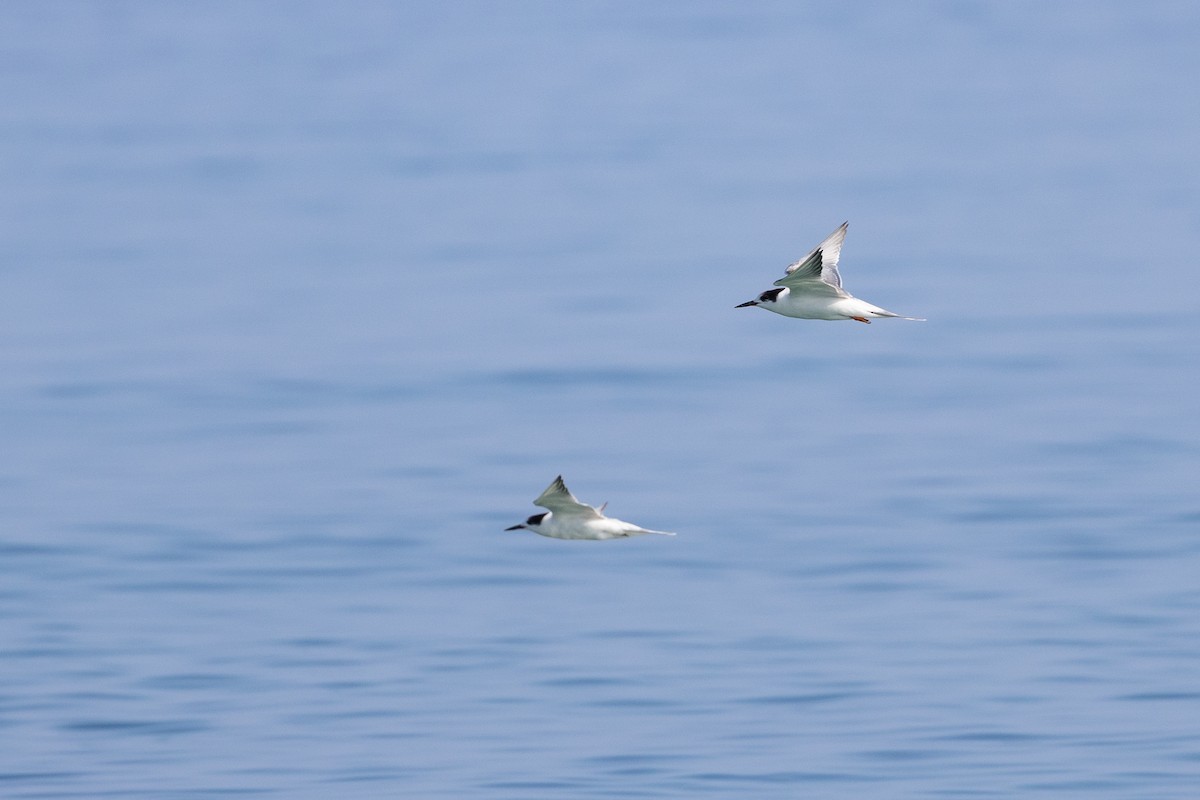Common Tern - ML647403059