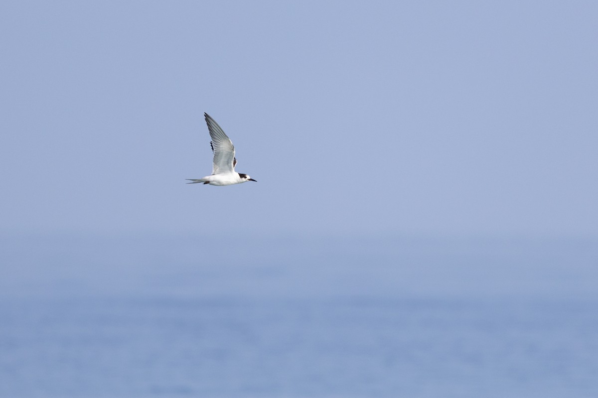 Common Tern - ML647403060
