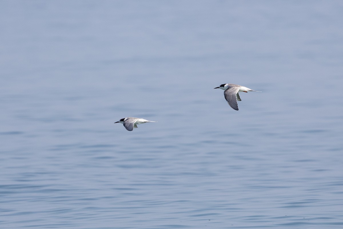 Common Tern - ML647403074