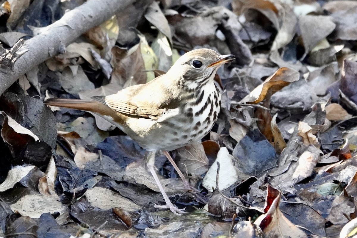 Hermit Thrush - ML647403080