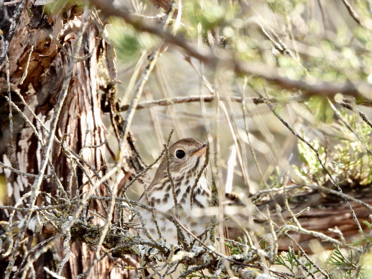 Hermit Thrush - ML647403082