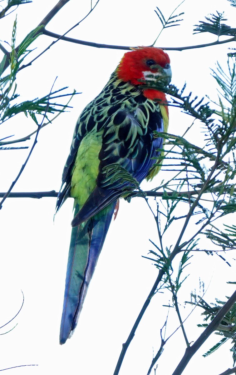 Eastern Rosella - ML647403090